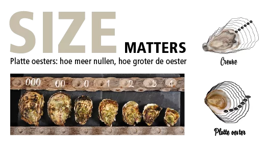 grootte van oesters